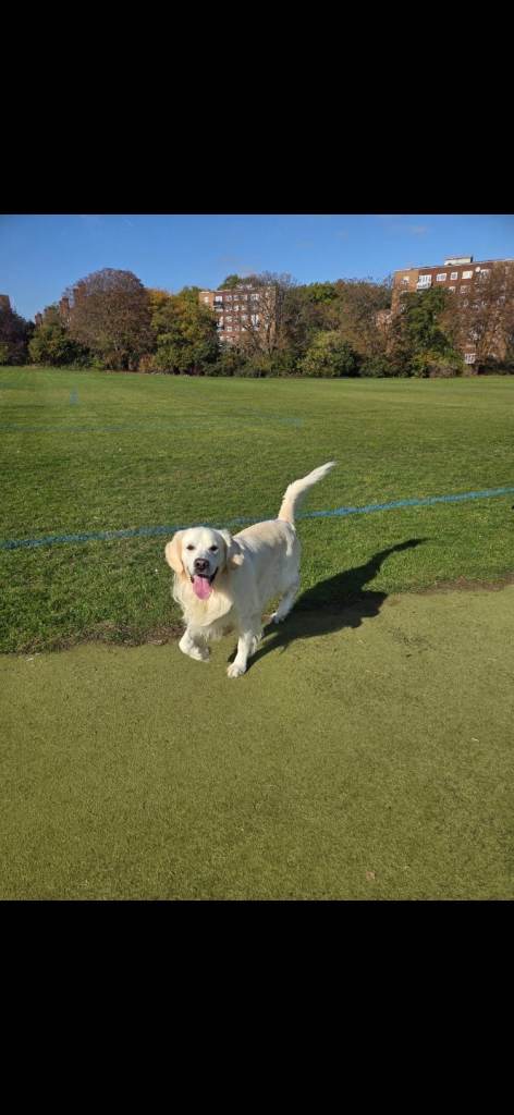 2 ywae old male golden retriever look for new home 