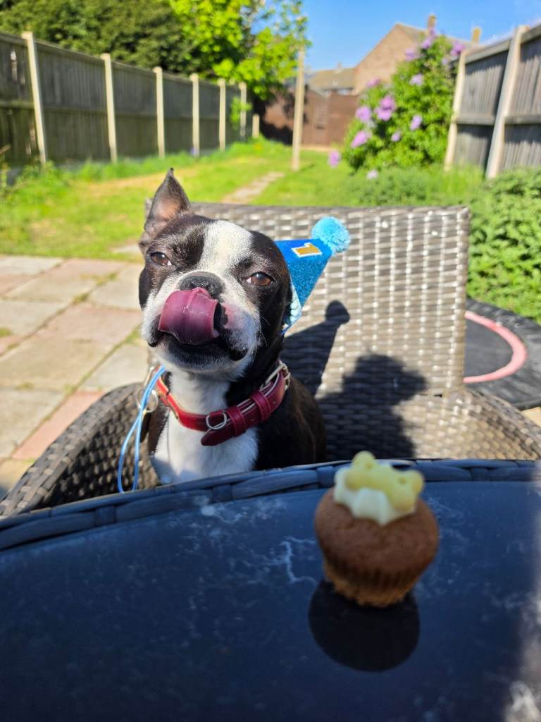 Pedigree Boston Terrier