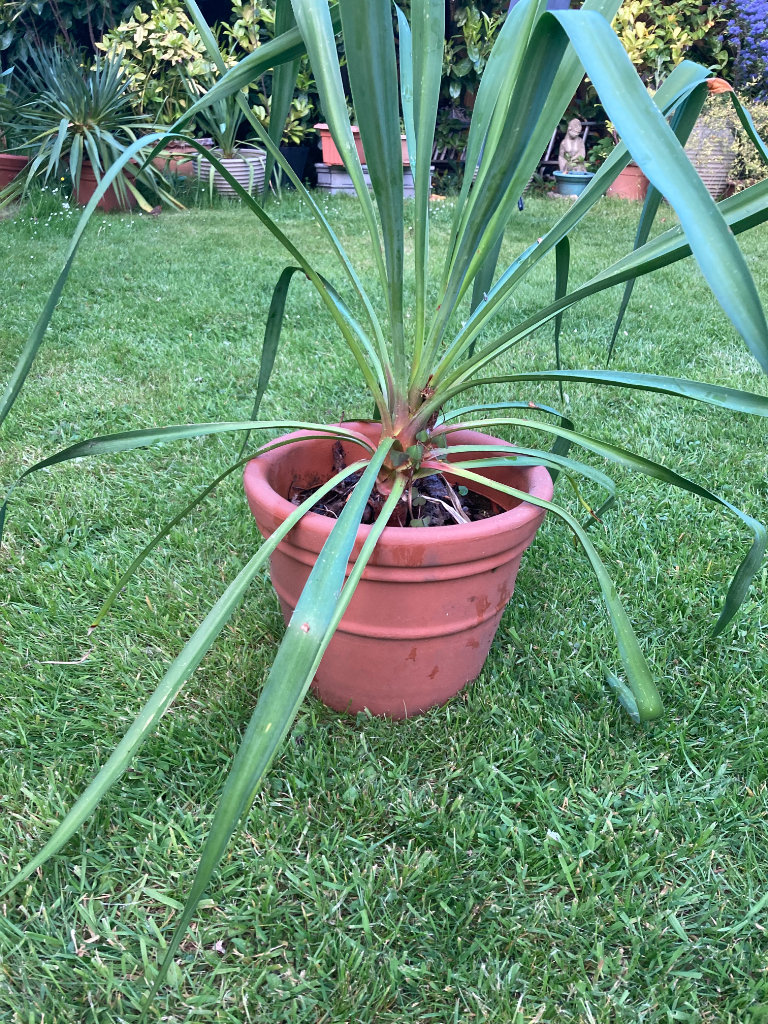 Large Outdoor yucca plant in resin pot