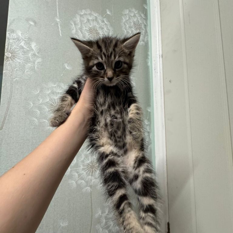 Beautiful kittens