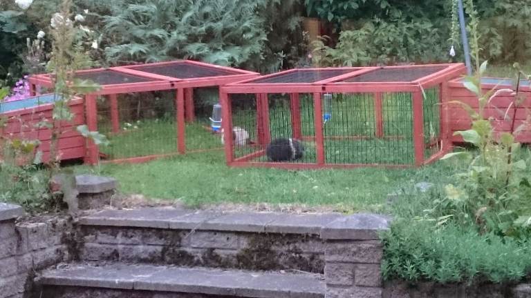 2 x guinea pig runs with custom-made thermal waterproof covers