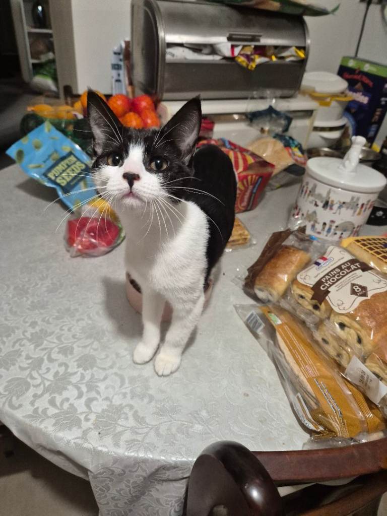 Kitten female very friendly and mischevious 