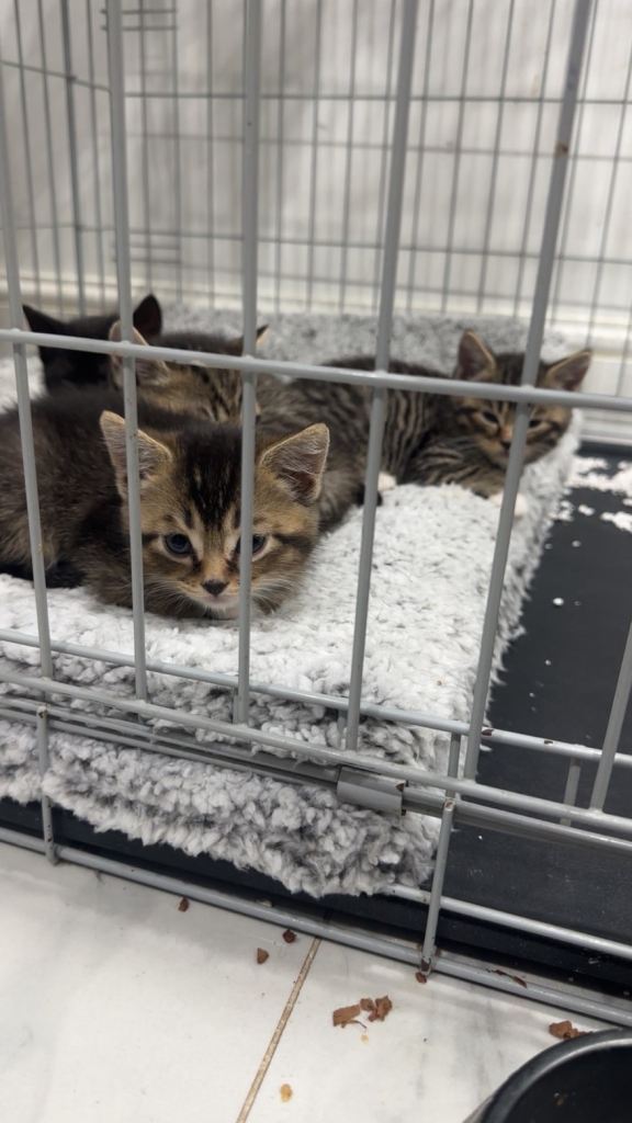 Beautiful British Blue kittens looking for their forever homes. in Newham