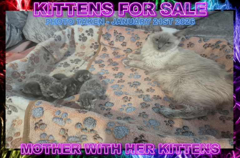 Ragdoll X Grey Tabby Kittens For Sale