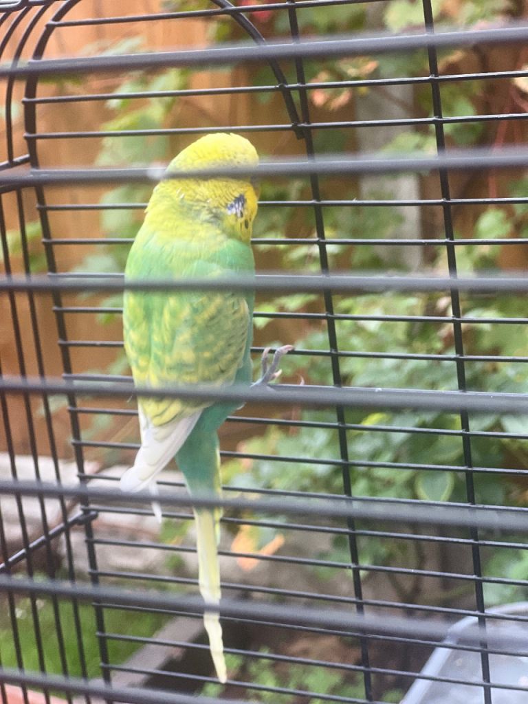 Male budgie very healthy with cage