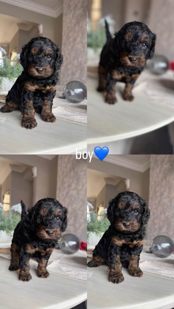 Cockapoo puppies 