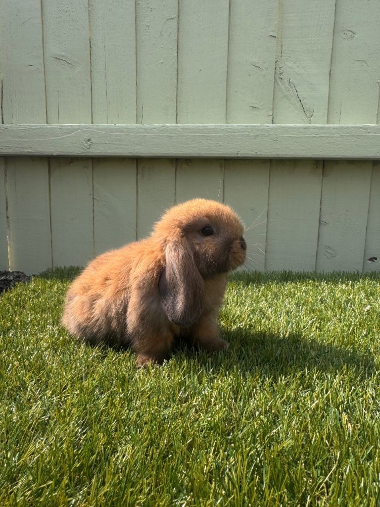 Mini lops 
