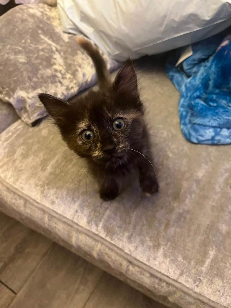 Adorable Kittens Looking for Their Forever Homes
