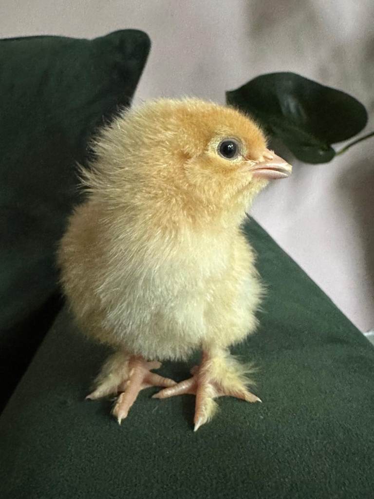 Hybrid chicks for sale 
