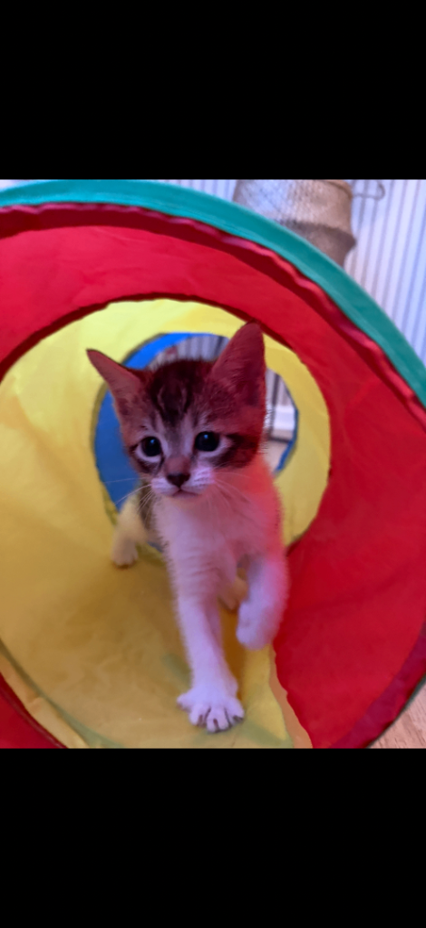 Tabby Kittens 