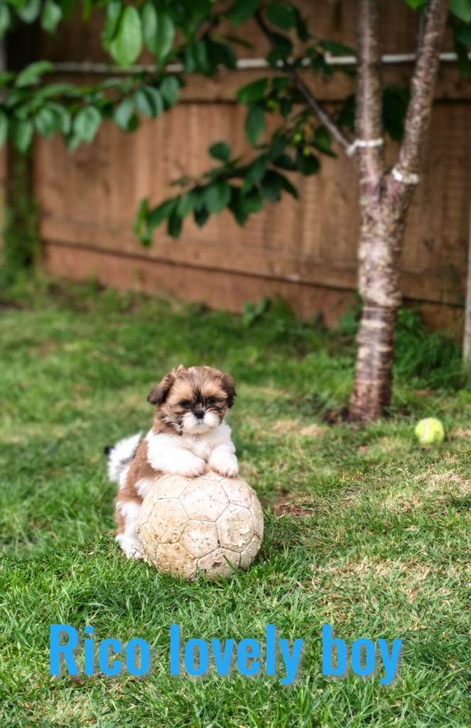 💕 💕 💞Adorable pure bred Shih Tzu 💕