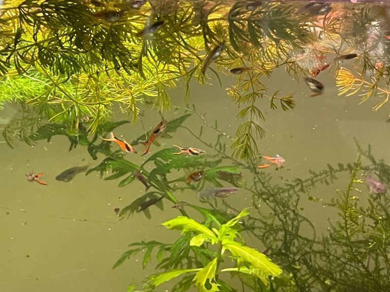 Endler guppy tropical fish 