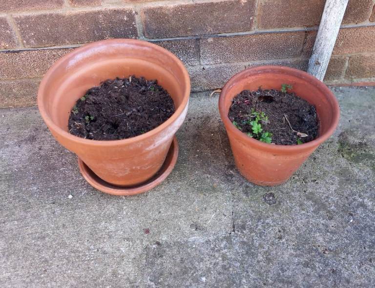 Terracotta plant pots