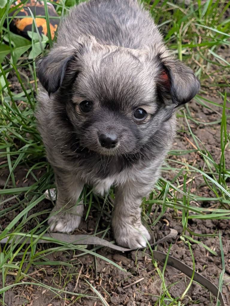 Lucky the long haired chihuahua 