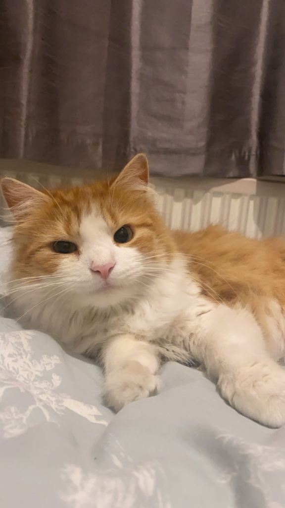 Half Persian cat 
