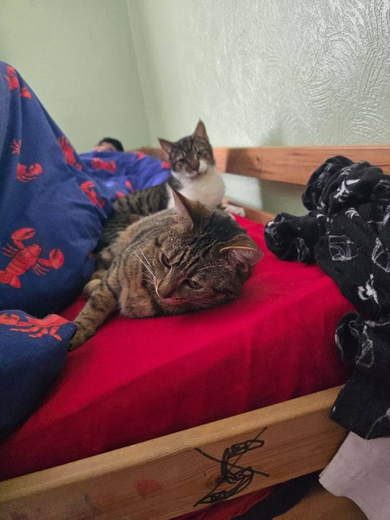 2 CATS AVAILABLE FOR ADOPTION