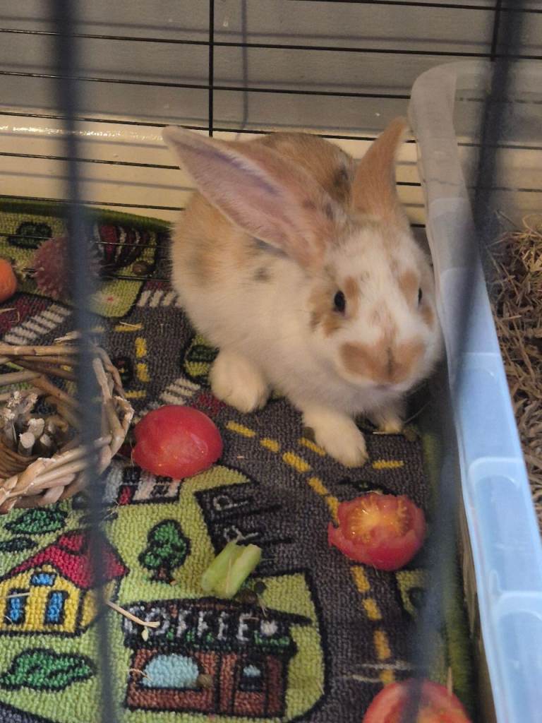 Male Baby bunny