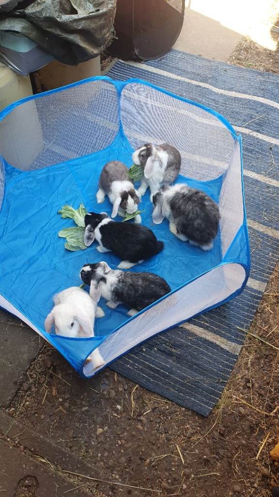 Pets play pens 