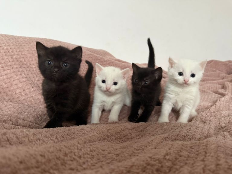 Bombay cat X Russian short hair mix kittens 