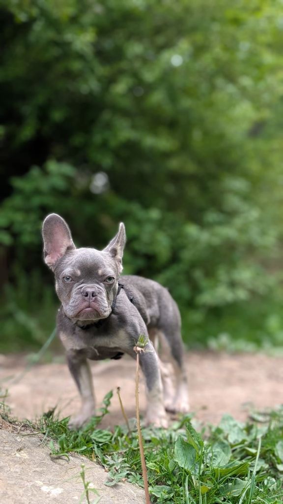 Stunning Frenchie for sale