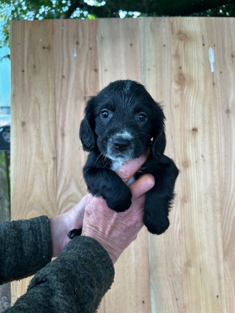 Sprocker pups 