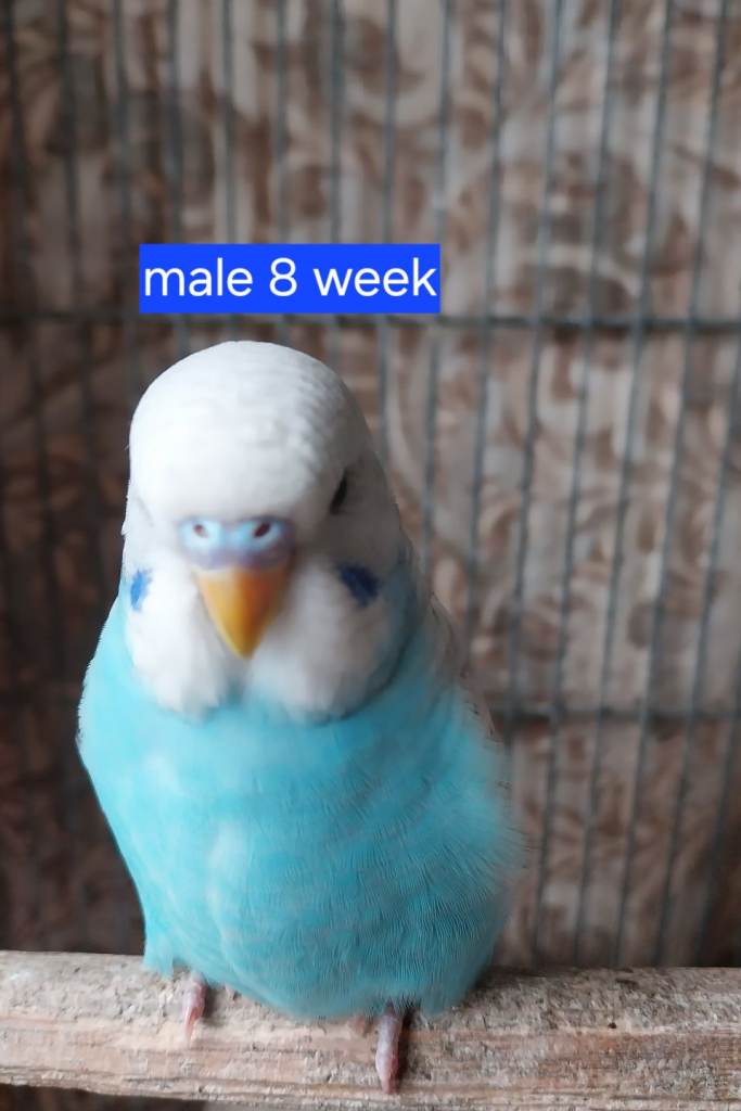 Budgies for sale 