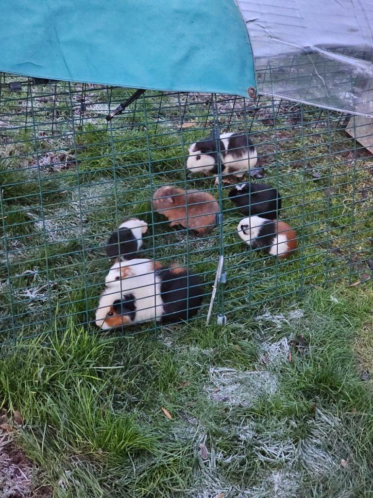 Male funky haired guinea pig 8 weeks old