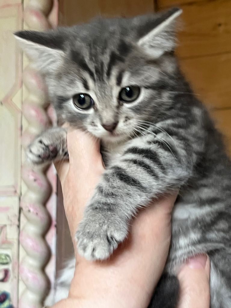 Silver tabby’s looking for a their new homes