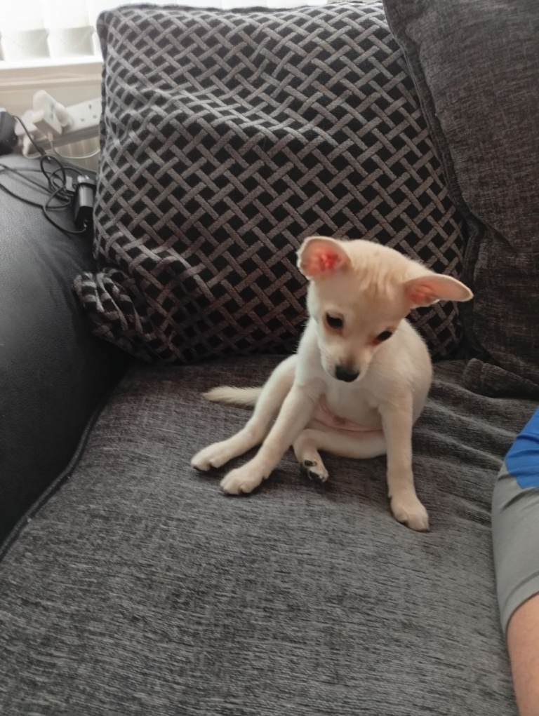 Adorable Miniature Pinscher × Fox Face pomeraniance Pomeranian Puppies Available