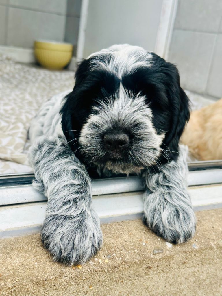 1 left - Ready to leave Puppies: cocker spaniel x Lhasapoo 