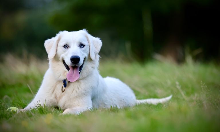 Rehoming two of my best friends. Golden Retriver mix husky