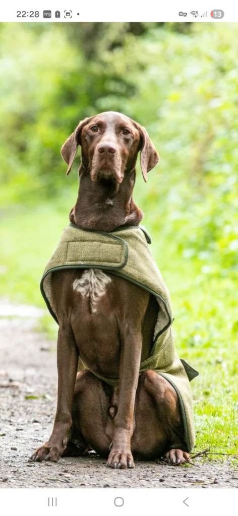 Ginger Ted Brown  100% pure wool dog coat, Brown. Various sizes New 