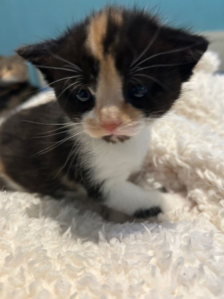 2 female and 1 male kittens ,looking for good home and responsible owners 