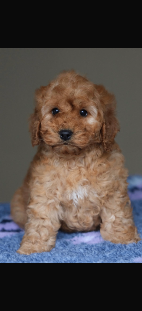 Quality Cockapoo Pups