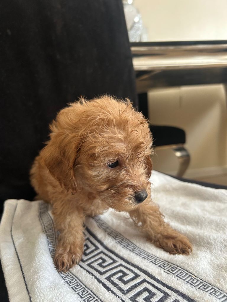 6 gorgeous cockapoos looking for their forever home 