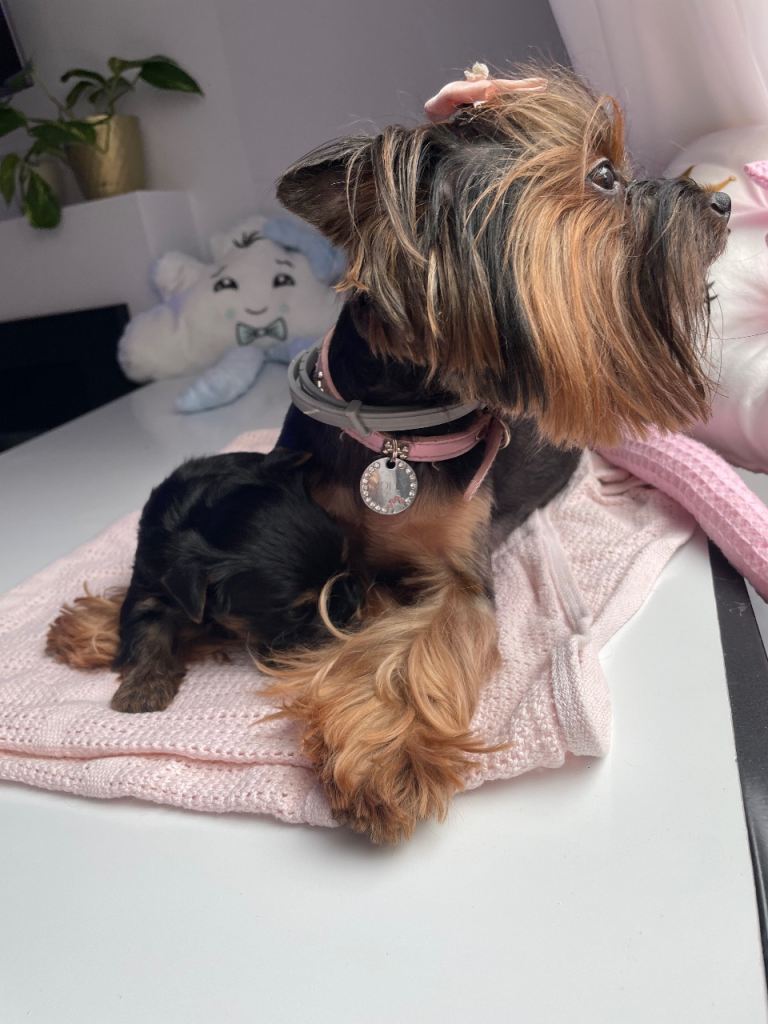 pure breed yorkshire terrier 