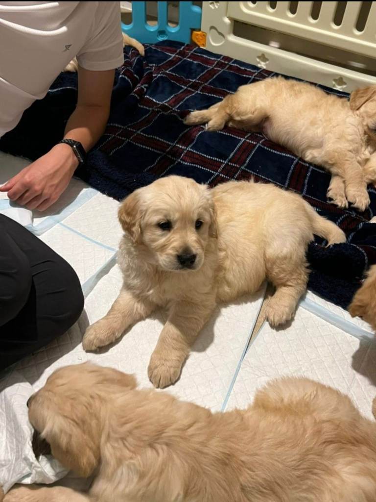 Golden retreivers 