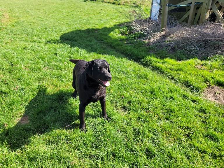 Adult KC registered Labradors Sisters needing new homes.