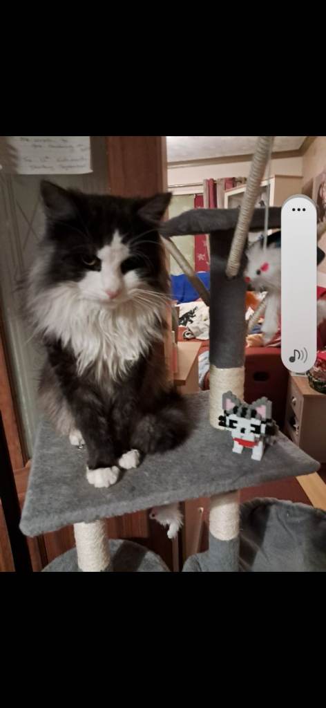 Our Beautiful Cat Is Missing Please Help