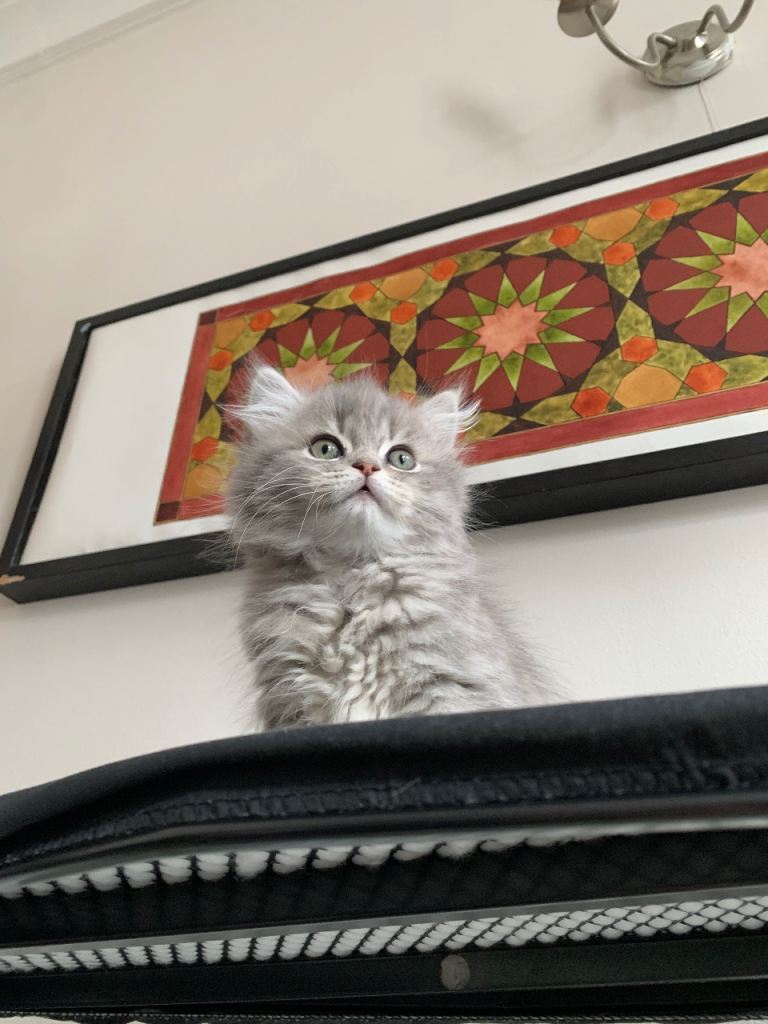 Persian ragdoll kitten