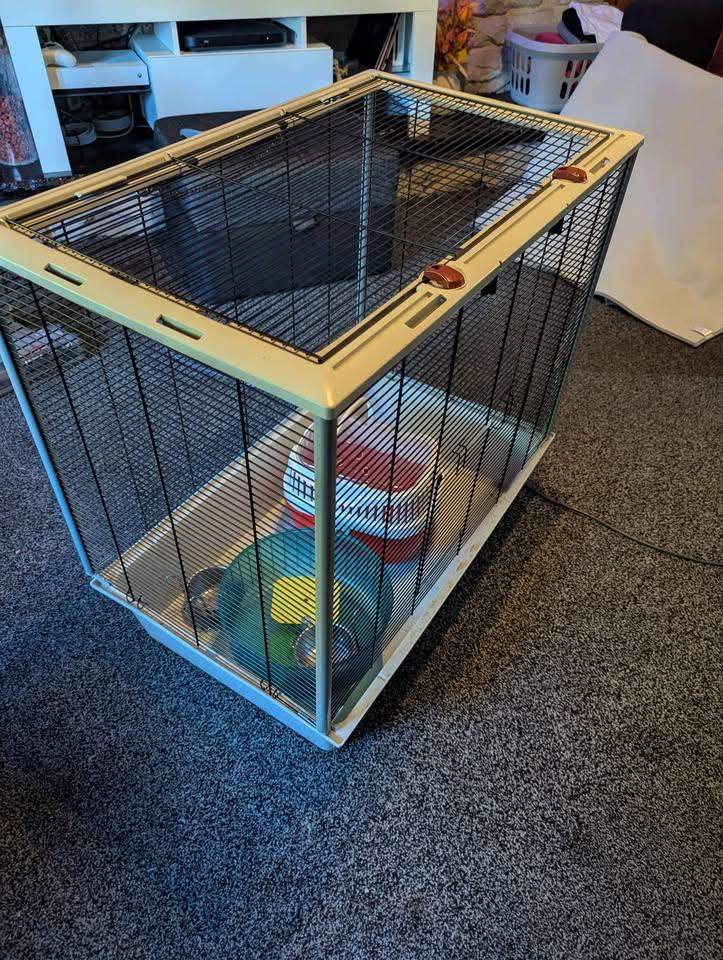 Rat cage with bedding, food, accessories and toys! 