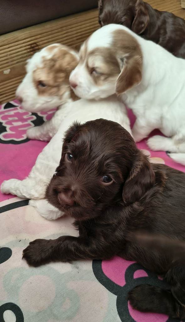Stunning 5 weeks old F2  cockapoo  puppies 