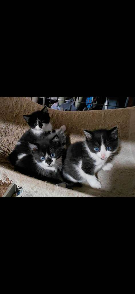 kittens