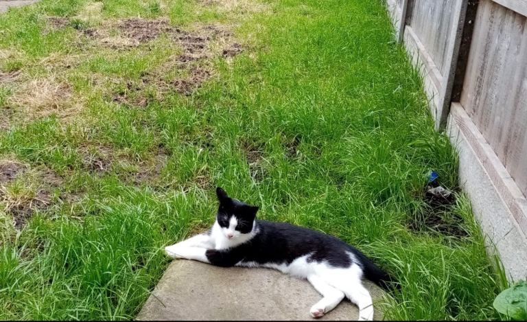 Rehoming our gentle tuxedo cat