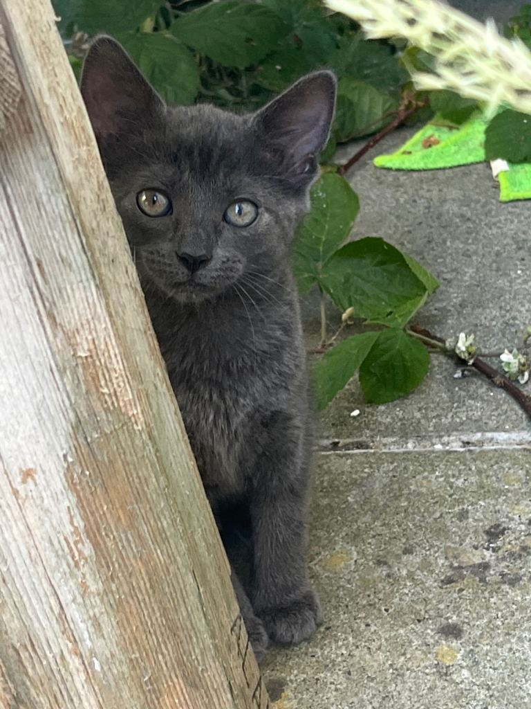 Beautiful Kitten 
