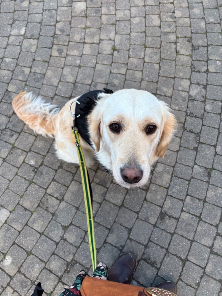 Golden retriever 