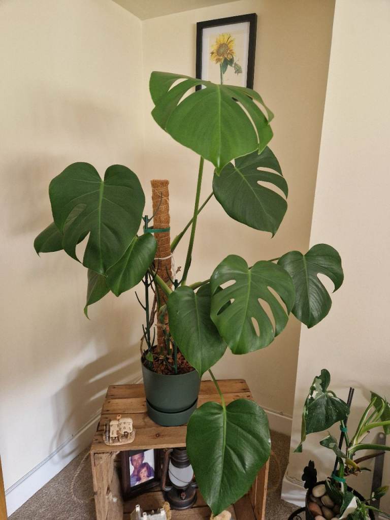 Large Monstera woth moss pole