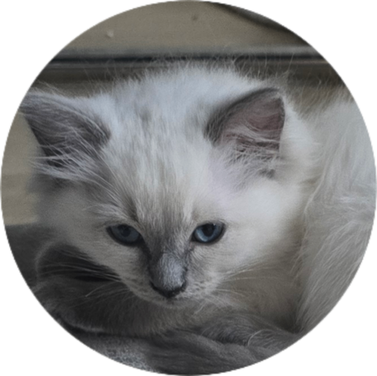 Gorgeous Pure Ragdoll Kittens...READY TO LEAVE NOW!