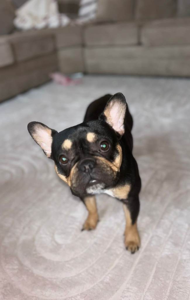 image for French bulldog