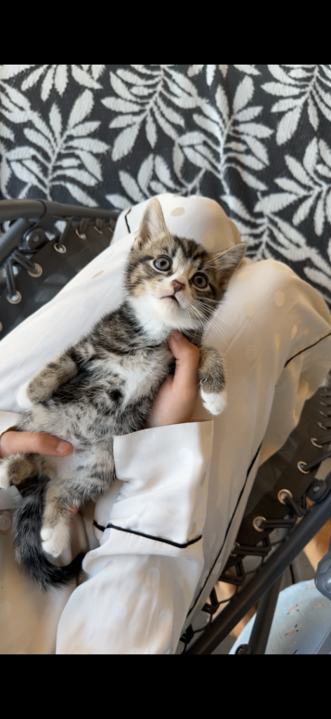 5 Beautiful baby kittens 